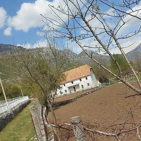 Avdi Kola